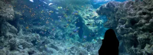 Le projet « métamorphose » plombe les résultats 2025 d'Océanopolis à Brest