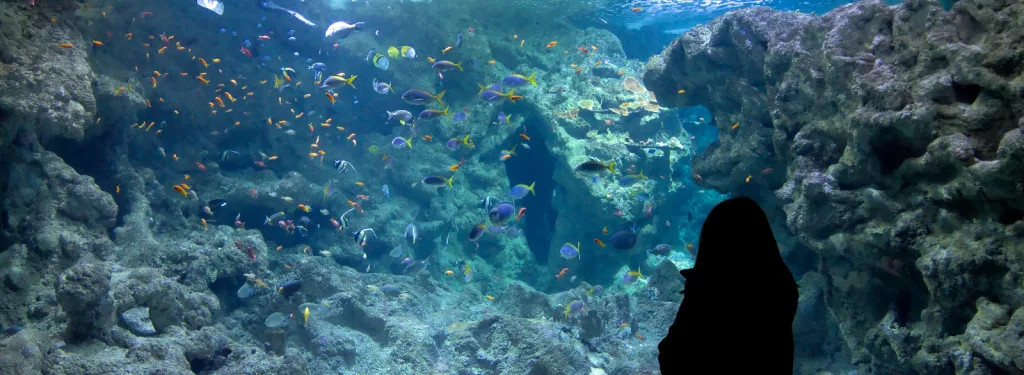 Le projet « métamorphose » plombe les résultats 2025 d'Océanopolis à Brest